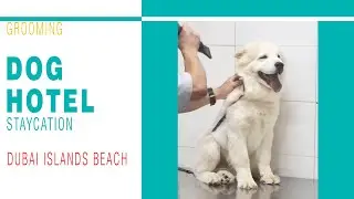 Dog Hotel Staycation Adventure at Dubai Islands Beach [Grooming] #doglover #humanbelike #inclusion