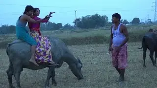 छौड़ी के मारलक मजा भैंस  प चढ़ा क | maithili comedy | #maithilicomedy | Rajlal Comedy