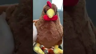 Chickakoo morning routine