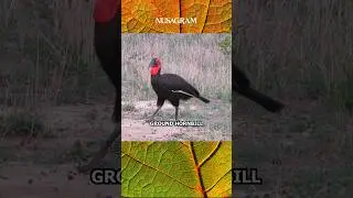 Burung Rangkong Tanah Enggan Terbang Walau Bertubuh Besar #rangkong #rangkongtanah