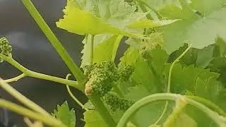  DIY Grape Growing: Full Guide for Backyard Harvest in Western Cape, South Africa#trending