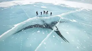 Une cr&eacute;ature g&eacute;ante retrouv&eacute;e gel&eacute;e &ndash; et d&rsquo;autres d&eacute;couvertes pr&eacute;historiques incroyables