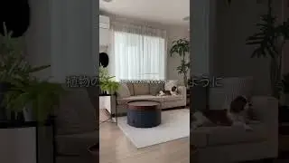 ビフォア実例！インテリアに映える観葉植物の置き方#diy #観葉植物　#観葉植物のある暮らし #インテリアコーディネーター #ビフォア　#インテリアコーディネート #インテリア