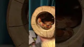 Baby Corn Snake (Phoenix) Enjoying His Log Hide