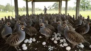 How Millions Of Partridge Are Raised - Partridge Farming Whole Process 