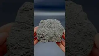 Here&rsquo;s an outstanding example of some fossil Crinoid roughly 180 Million years old! 😍🦕