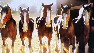 BUDWEISER SUPER BOWL LX TEASER COMMERCIAL 2026: BUDWEISER | SUPER BOWL LX TEASER 'STABLE' HEADS WILL