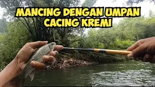 🟡Mancing dengan umpan cacing kremi
