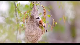 Eurasian Penduline Tit or European Penduline Tit (Remiz pendulinus) / Beutelmeise