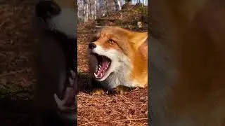Foxes: Wild, Clever, and Full of Surprises 🦊 #animals #wildlife #nature #cute