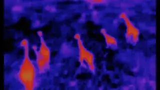 ANAFI Thermal - Wildlife protection