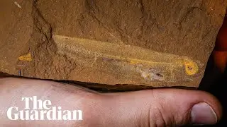 Several exquisitely detailed fossil fish discovered in central New South Wales