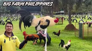 KEVIN DIMAYUGA - Beautiful View Feeding Time Free Range Shape Outdoor Chicken Coop Big Farm 