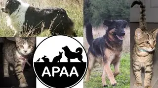L'Association Protectrice des Animaux Abandonnés (APAA) : Trouvons leurs une famille pour la vie. 🔥🔥