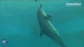 Chinese White Dolphin: Saving the 