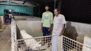 part3:வெண் பன்றி மருத்துவம் மற்றும் வகைகள்|pig breed and medicine,vala ninaithal valalam, venpandri