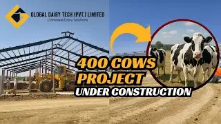400 Cows Dairy Farm Under Construction at (Chakwal)  | Global Dairy Tech
