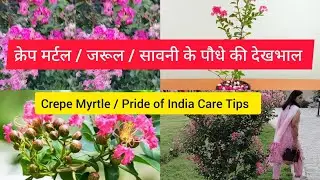 क्रेप मर्टल / जरूल / सावनी प्लांट केयर टिप्स। Crepe Myrtle / Pride Of India Plant Care Tips.