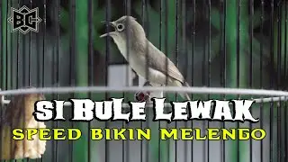 BULE SPEED ASIK MILIK M VITO - KUTARAJA||VLOG KECIAL KUNING JUARA 2022||BROTHER'S CIAK