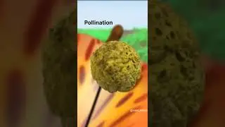 Double fertilization and triple fusion........ Follow @neet_verse on instagram♡ #neet #plantkingdom