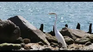 Great Egret at the beach in Sebastian FL #shorts #greategret #florida #wildlife
