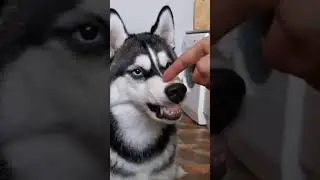HUSKY POKE #HUSKY #viral #shorts
