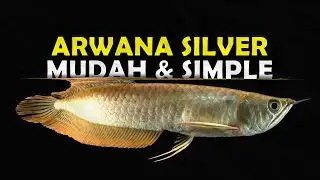 INILAH IKAN ARWANA SILVER SANGAT MURAH DAN PALING SIMPLE