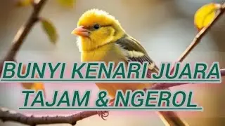 Masteran Kenari Juara ‼️ Suara Panjang, Tajam & Ngeroll