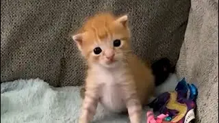 Funny TikTok cat videos #8 2026