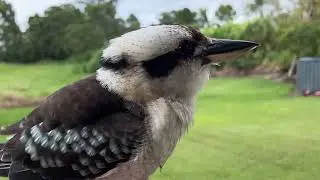 Wild Kookaburra Chronicles 🐦 | Daily Moments with Australia&rsquo;s Laughing Icon!