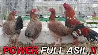 Beautiful Black Jap Asil Shamo Eugenio Becerril Farm | Rancho Burras Prietas Mexico