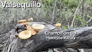 Valsequillo y sus hongos: Heliocybe sulcata