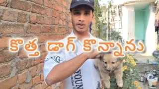 My New Dog | Bhogi & Pongal |🤪 Vlog #Pongal #Bhogi 🤔 