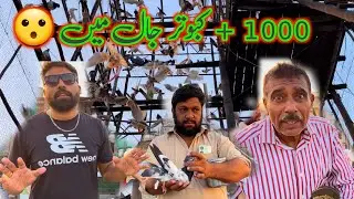 Aj Captain Je Mulakat Howi || Khokhar Pigeons Club