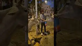 क्युट❤️ gaumata #babycow​​​​ #shortsfeed​​​​ #calf​​​​ #shortvideo​​​​ #cow​​​​ #ytshorts​​​​ #anima