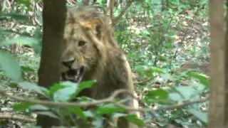 Wild Animals of Africa-Ngorongoro Crater-Tanzania