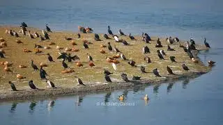 Migration Bird| Ramnagar Jim Corbett National Park Buffer Zone Wildlife By Camera 4k Video In Hindi