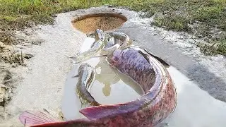 Amazing Hole Fish Trap- Smart Boy Build Fish Trap By Muddy soil