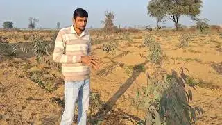 P 23 क्लोन सफेदा किसान।