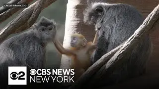 Rare baby silvered langur debuts at Bronx Zoo