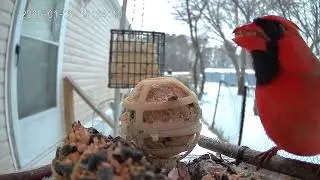 Cardinal of the day January 25th 2026