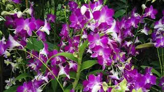 4K Nature Walk : UNESCO World Heritage Site : National Orchid Garden in Singapore Botanic Gardens