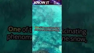 10 Bizarre Phenomena in Deep Ocean Ecosystems #shortsfeed #shortsvideo