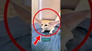 TOP 5 CUTEST ANIMALS YOU WON&rsquo;T BELIEVE ARE REAL! 🐾✨