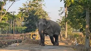 Wild Elephant Road Crossing 