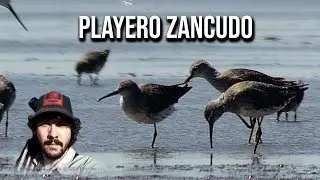 Playero zancudo 4K (Calidris himantopus) Stilt Sandpiper, Ma&ccedil;arico pernilongo, Playero patas largas
