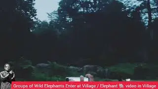 Elephant video in Village/ Elephant attack animal / Assam village elephant 🐘 video 