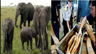 daily uk news:Plans for ban on ivory sales in the UK to help end elephant poaching