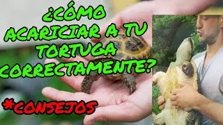 ¿CÓMO ACARICIAR A MI TORTUGA CORRECTAMENTE ?💚🙃🐢💚