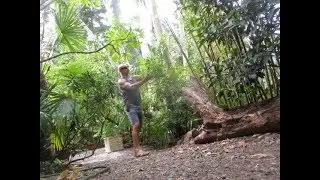 Heavenly Bamboo for Northern Exotic  gardens